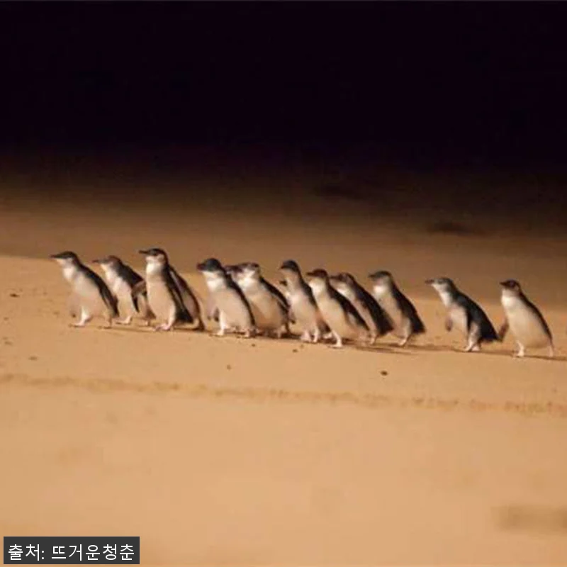 호주 멜버른 3일 패키지 사용후기 - 관련 이미지 1