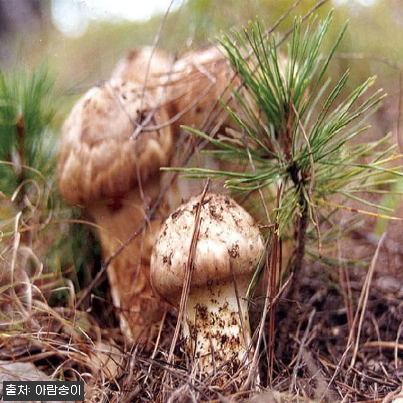 자연산 국산 송이버섯 사용후기 - 명 관련 이미지 1