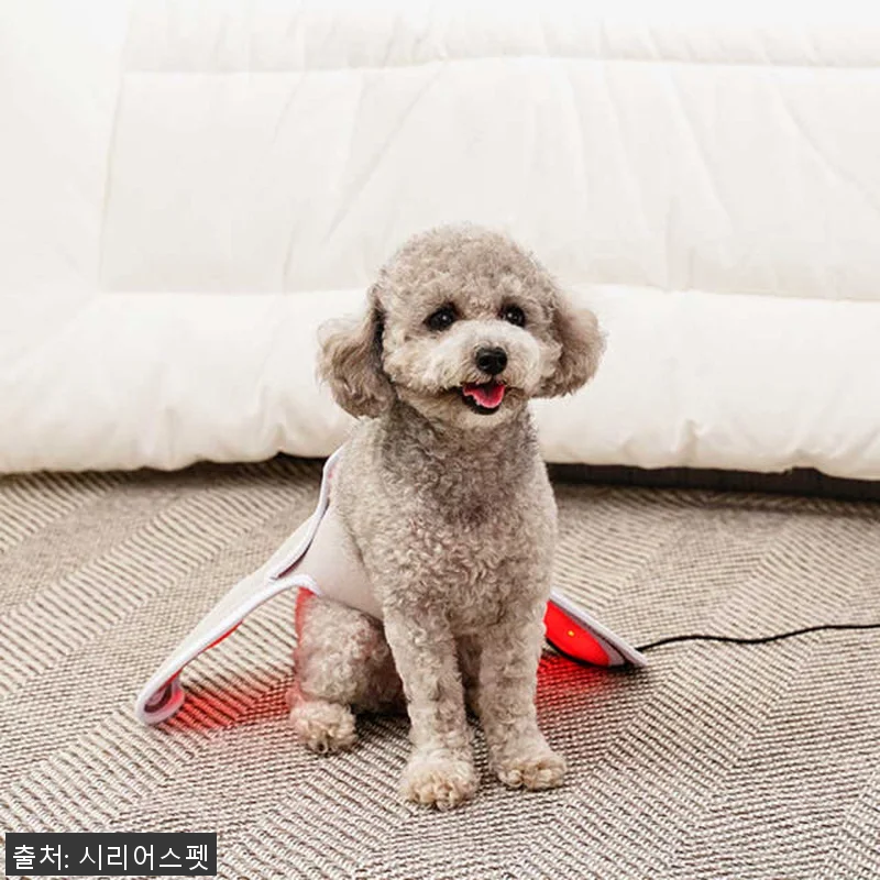 시리어스펫 슬개골 따땃망토 사용후기: 관련 이미지 2