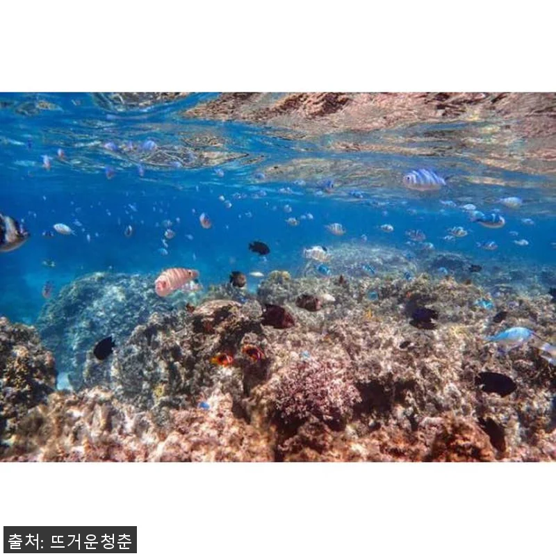 일본 오키나와 이시가키 출발 하마지마 관련 이미지 2