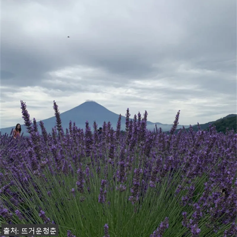 일본 도쿄 후지산 하코네 프라이빗 전 관련 이미지 2