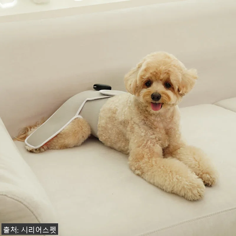 시리어스펫 슬개골 따땃망토 프로 사용 관련 이미지 3
