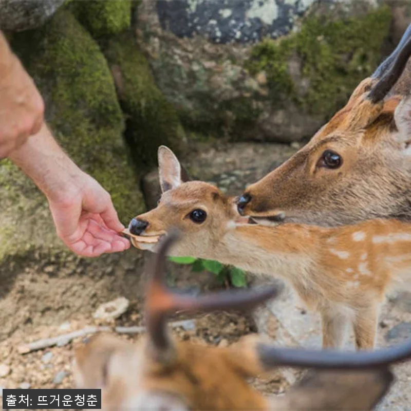 일본 교토에서 나라까지 10시간 전세 관련 이미지 3
