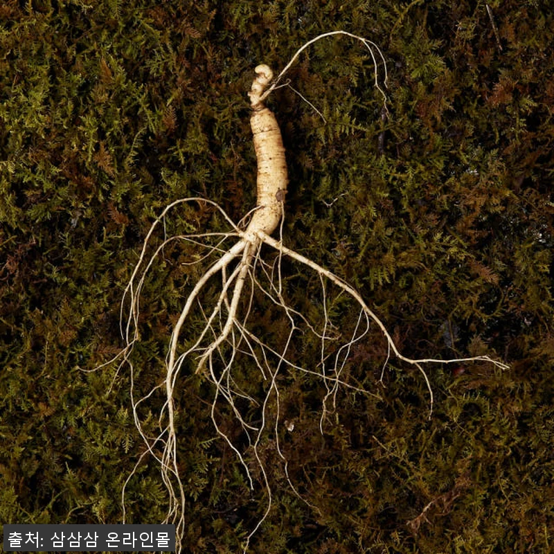 5,6년근 산양산삼 10뿌리 사용후기 관련 이미지 3