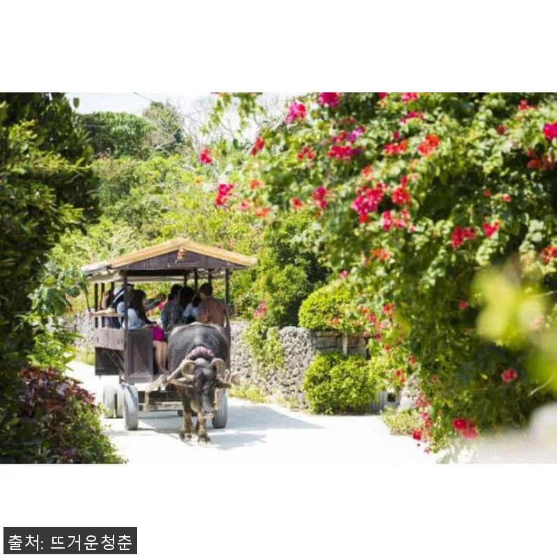 일본 오키나와 이시가키 출발 하마지마 관련 이미지 3