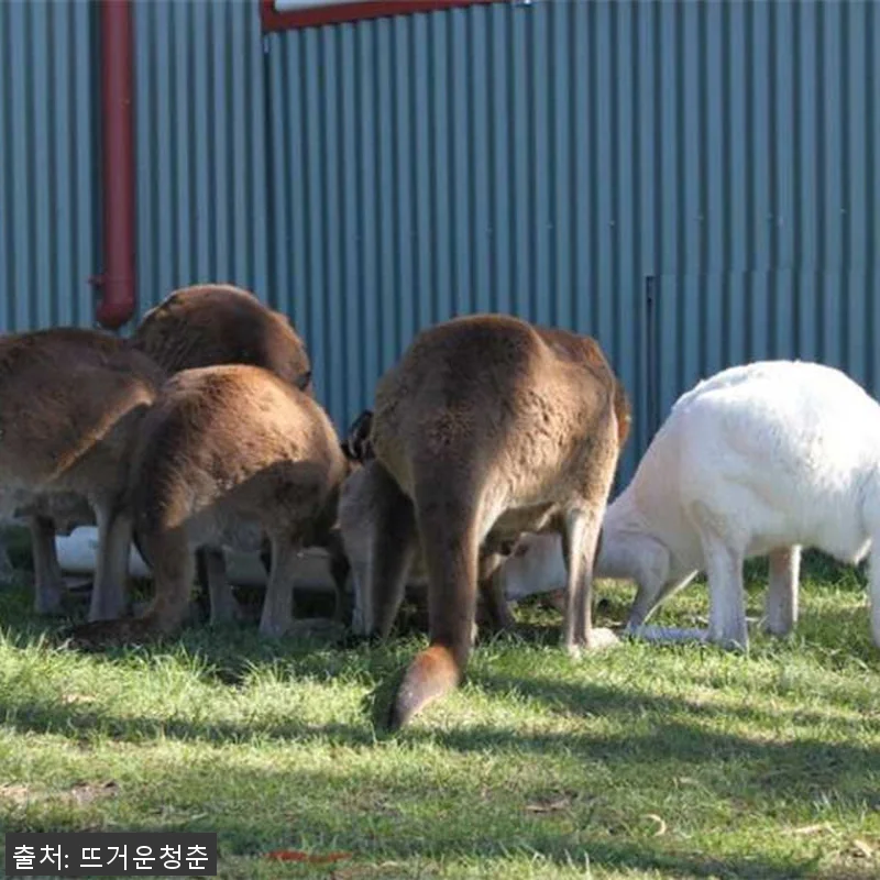 호주 멜버른 3일 패키지 사용후기 - 관련 이미지 3