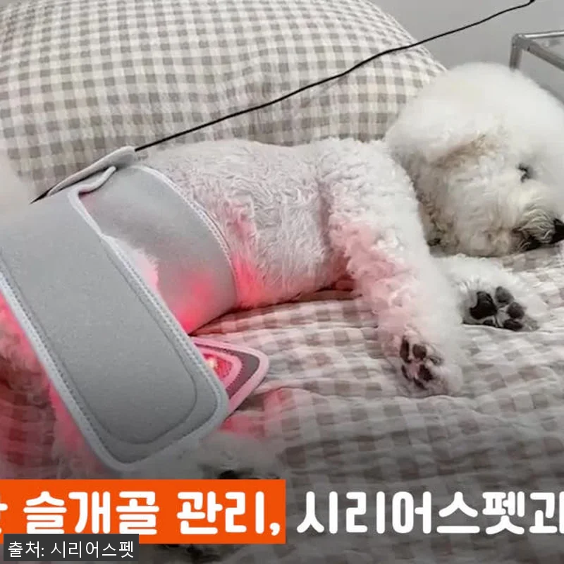 시리어스펫 슬개골 따땃망토 프로 사용 관련 이미지 4