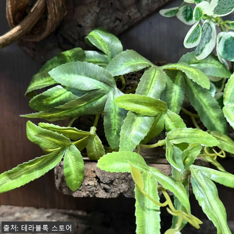 테라블록 3045 버튼잎바인 조화 시 관련 이미지 4