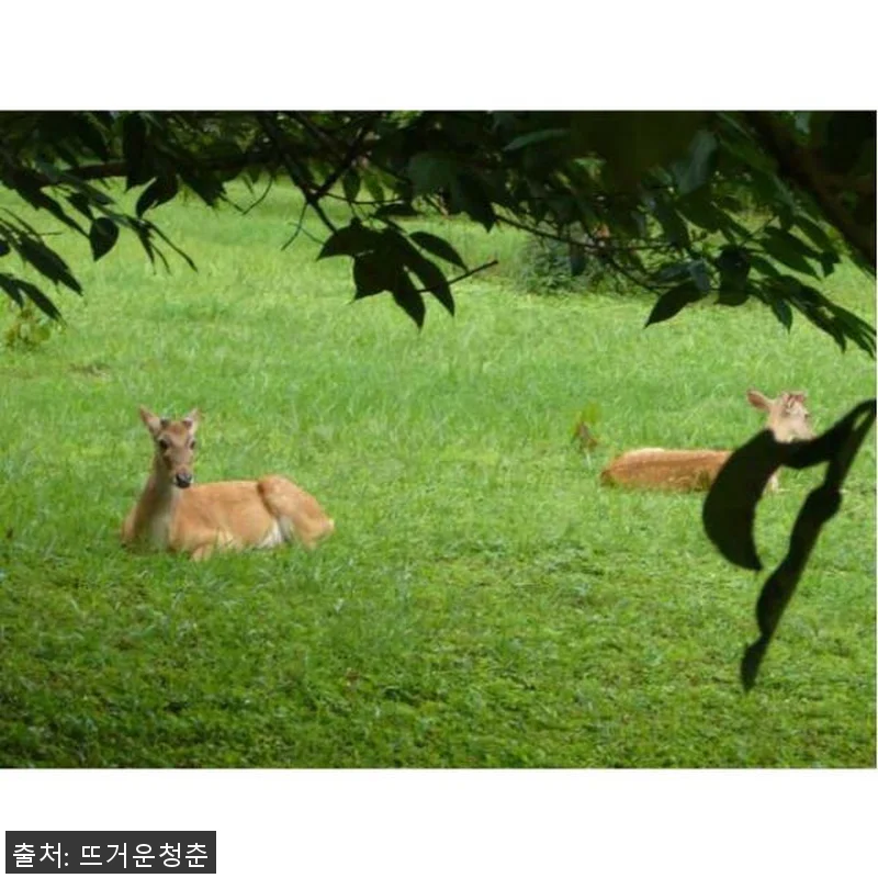 미얀마 만달레이 출발 핀우린(메이묘) 관련 이미지 4