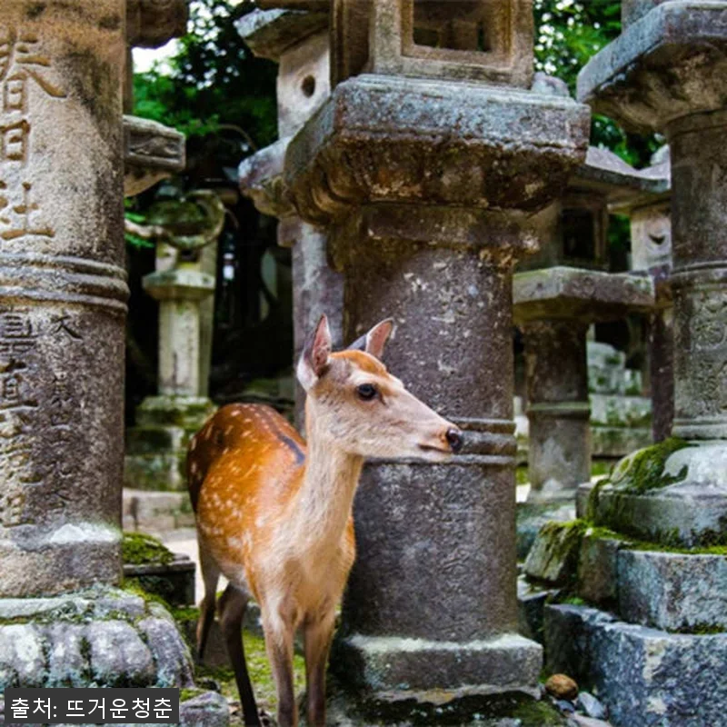 일본 교토에서 나라까지 10시간 전세 관련 이미지 4