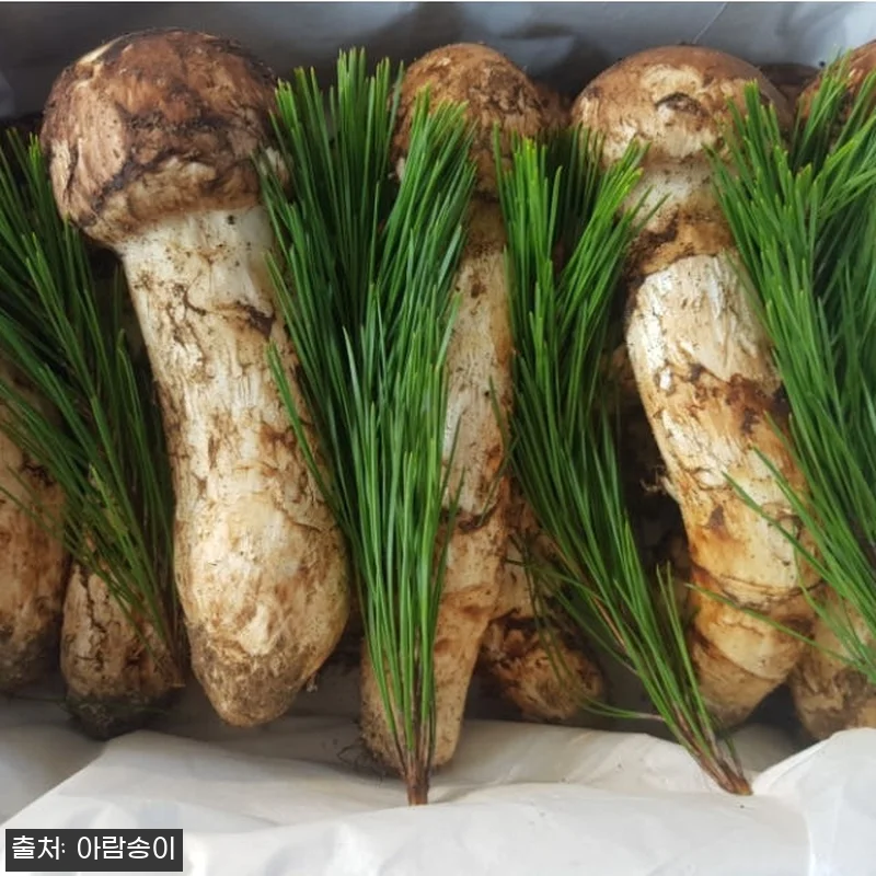 자연산 국산 송이버섯 사용후기 - 명 관련 이미지 4