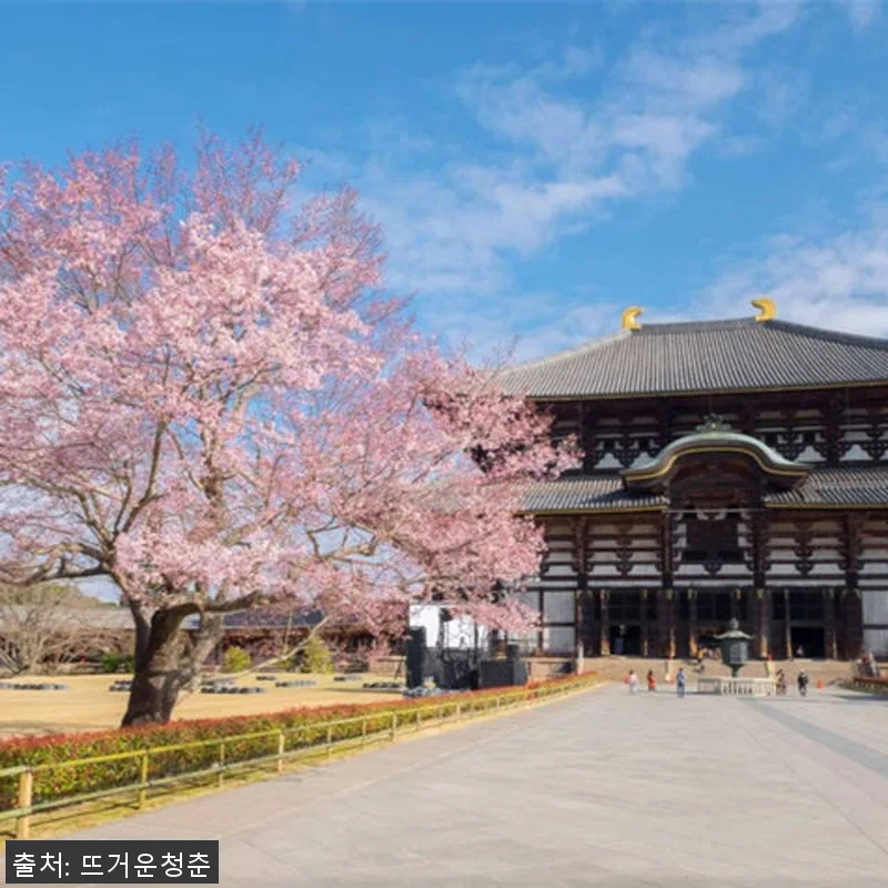 일본 교토에서 나라까지 10시간 전세 관련 이미지 5