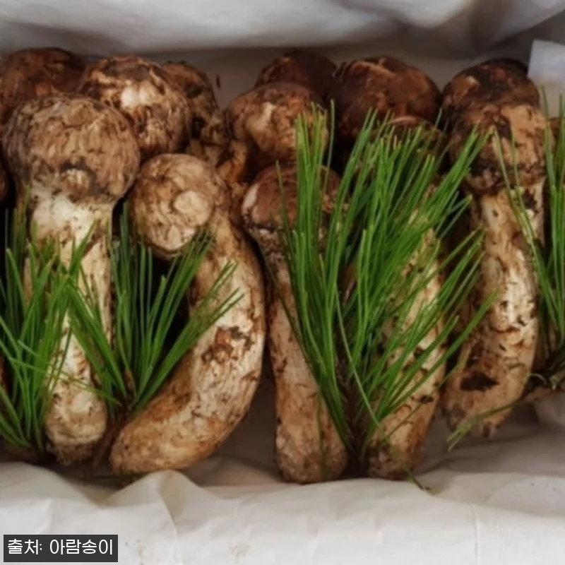 자연산 국산 송이버섯 사용후기 - 명 관련 이미지 5