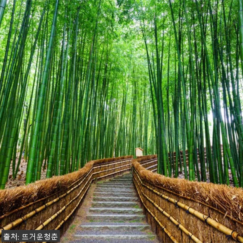 일본 교토에서 나라까지 10시간 전세 관련 이미지 6