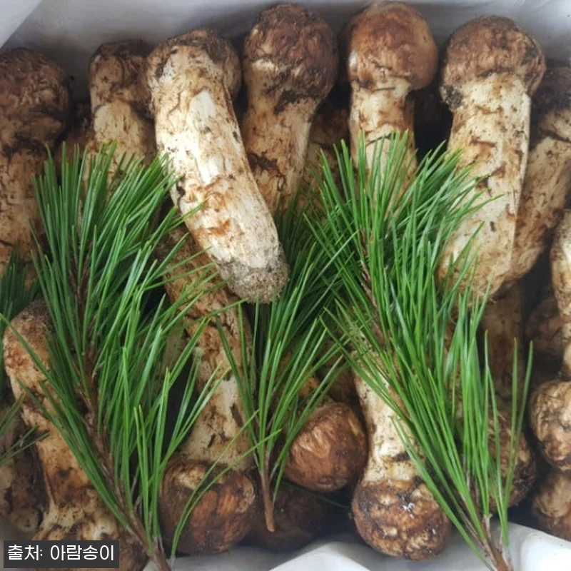 자연산 국산 송이버섯 사용후기 - 명 관련 이미지 6