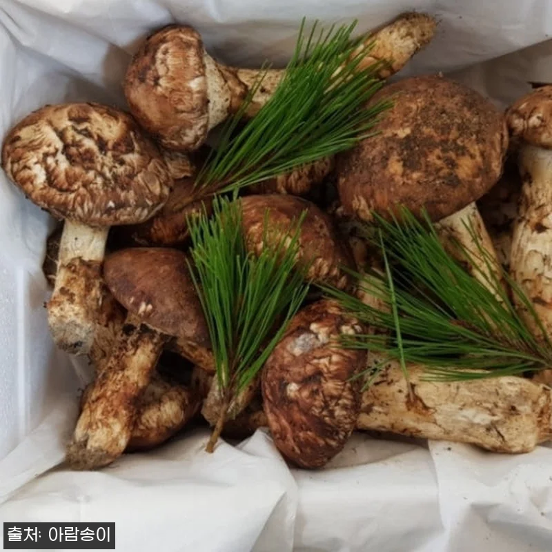 자연산 국산 송이버섯 사용후기 - 명 관련 이미지 7