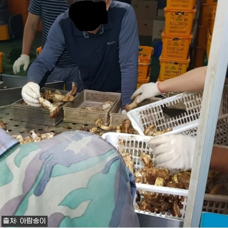 자연산 국산 송이버섯 사용후기 - 명 관련 이미지 8