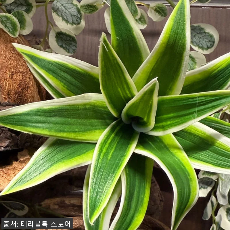 테라블록 3045 버튼잎바인 조화 시 관련 이미지 9