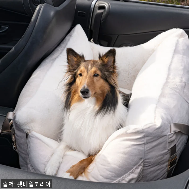 펫테일 셀러브리티 은나노 강아지 카시 관련 이미지 9