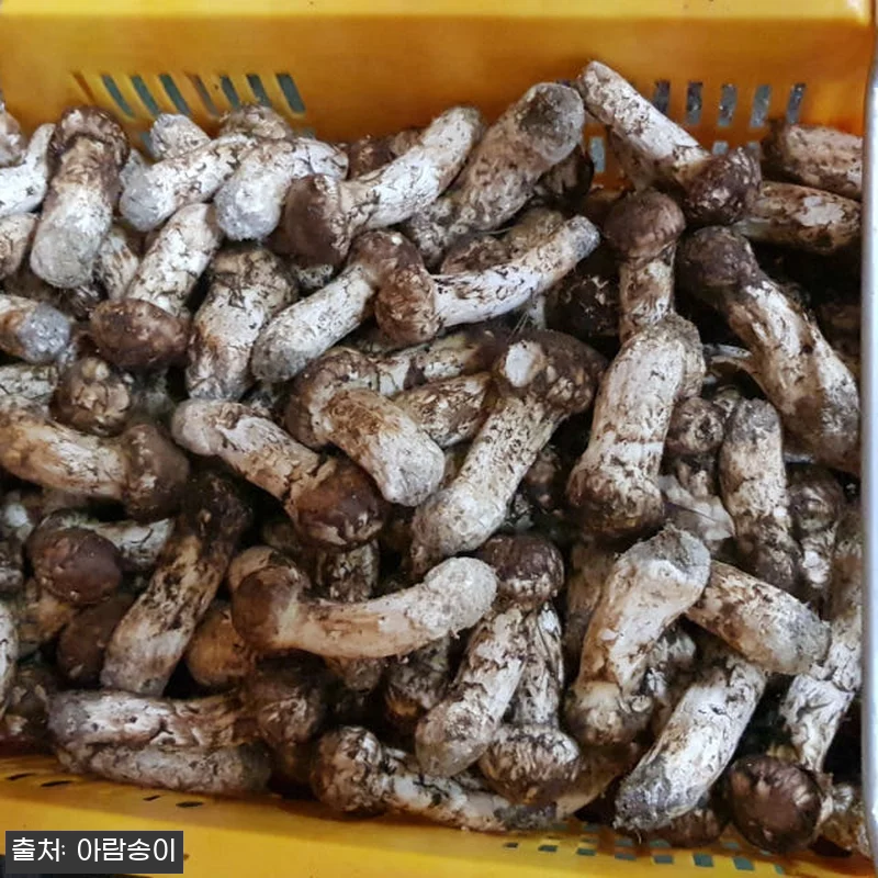 자연산 국산 송이버섯 사용후기 - 명 관련 이미지 9