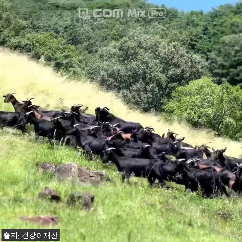지리산 자연방목 강복자 흑염소 진액 관련 이미지 10