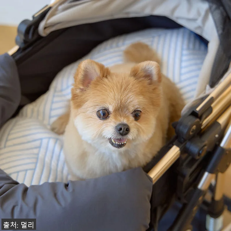 멀리 강아지유모차 MW4(소형) 팬텀 관련 이미지 9
