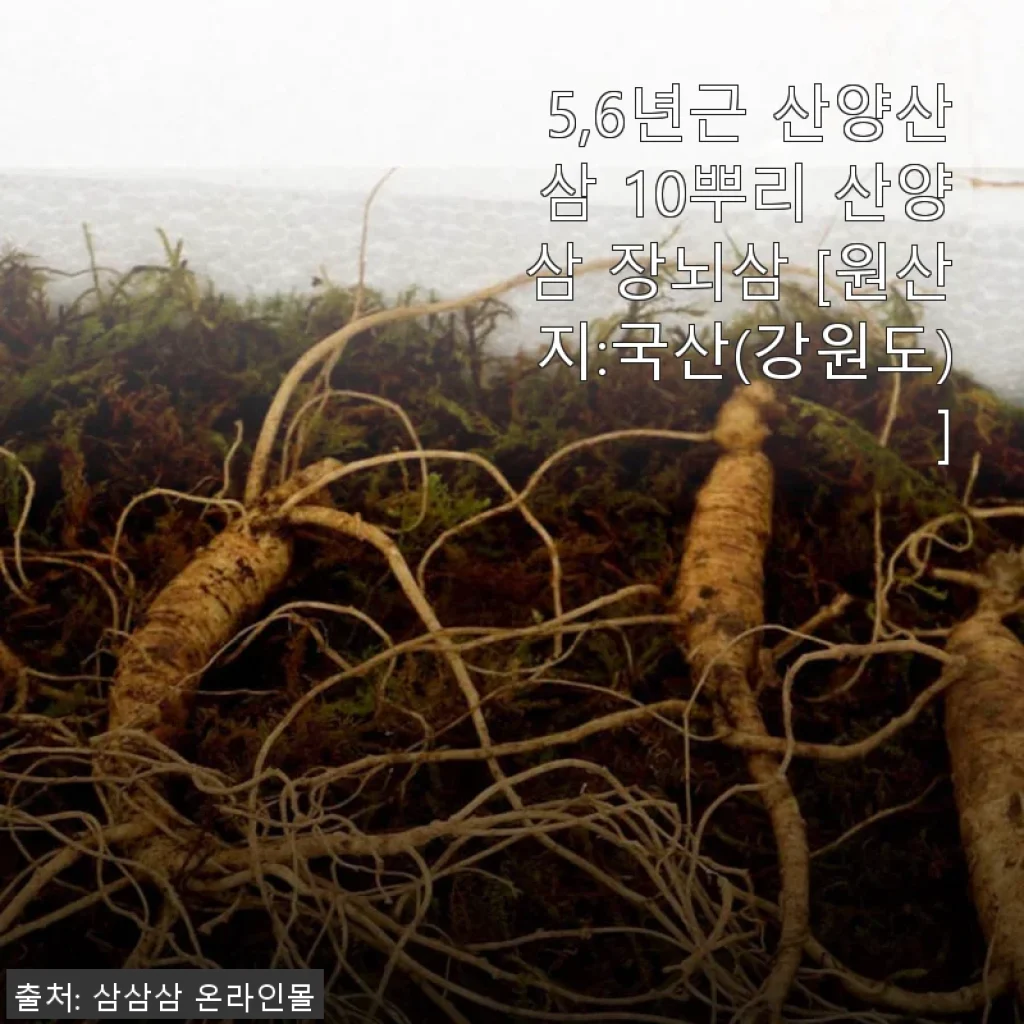 5,6년근 산양산삼 10뿌리 사용후기 및 상세 소개