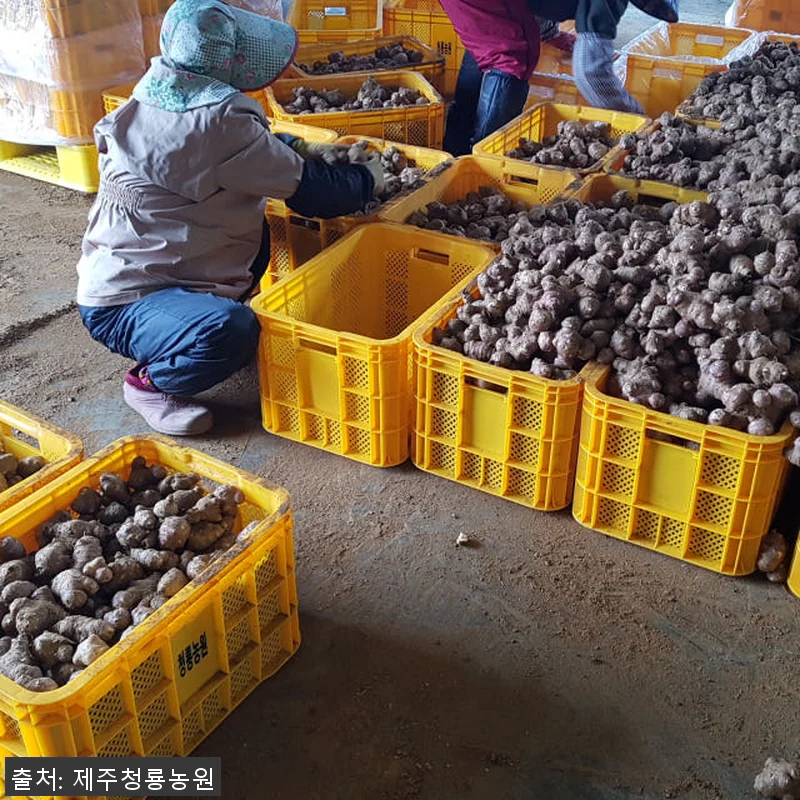 제주산 햇 자색돼지감자즙 75포 사용 관련 이미지 1