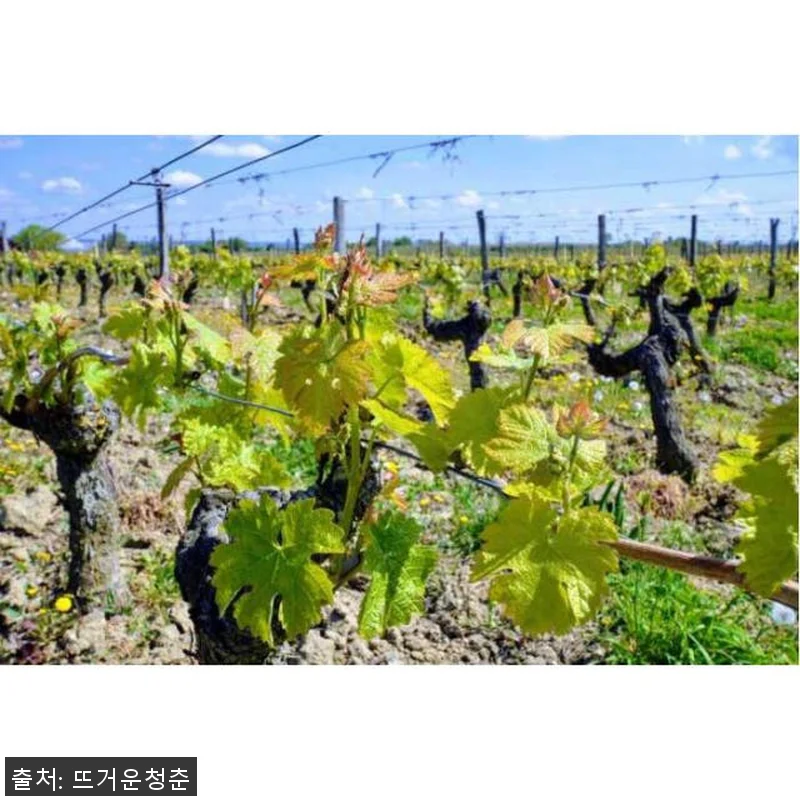 프랑스 파리 루아르 계곡 샹보르 성, 관련 이미지 2