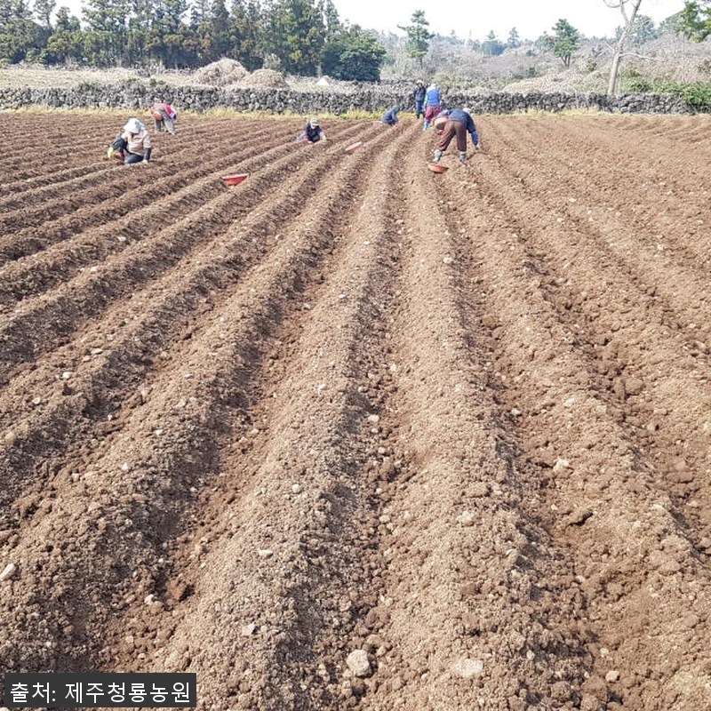 제주산 햇 자색돼지감자즙 75포 사용 관련 이미지 2