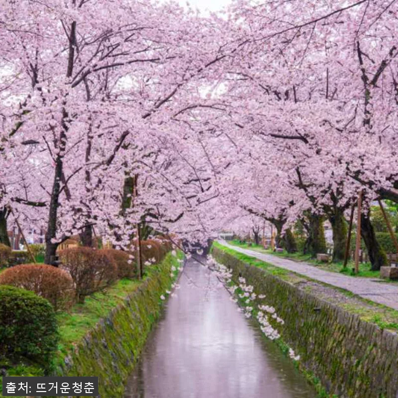 일본 오사카, 교토, 나라 10시간 관련 이미지 2