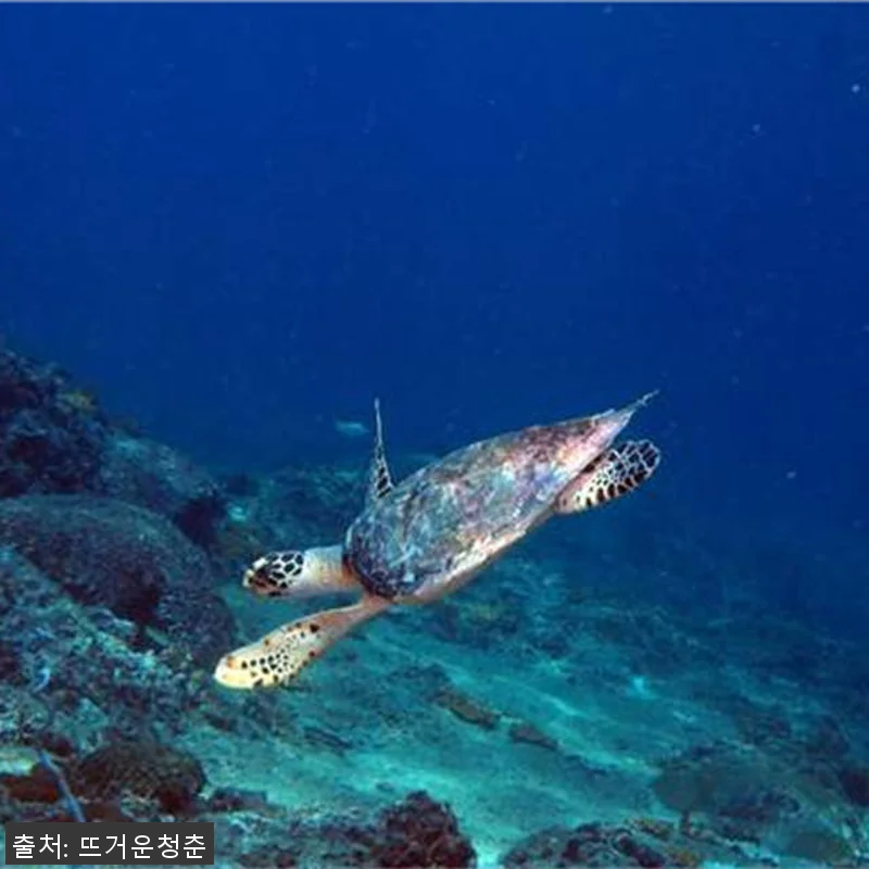 태국 끄라비 코피피 PADI 다이빙 관련 이미지 2