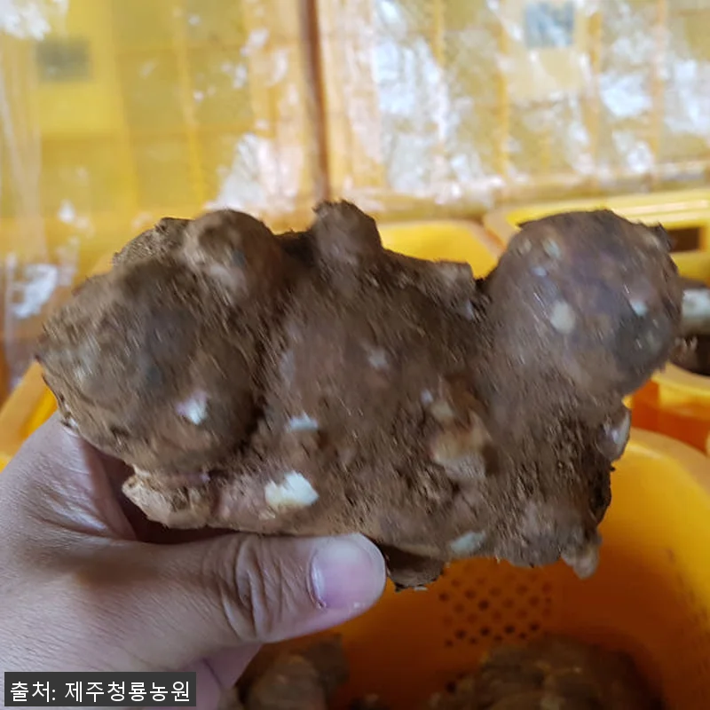 제주산 햇 자색돼지감자즙 75포 사용 관련 이미지 3