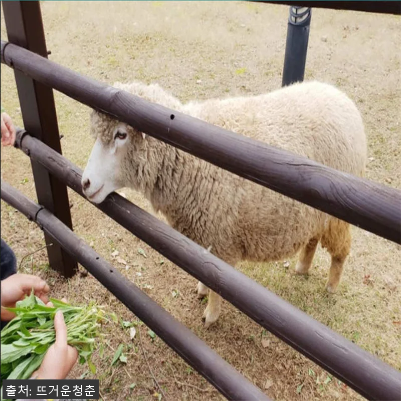 서울 인천 경기도 인천 전세차량 1일 관련 이미지 4