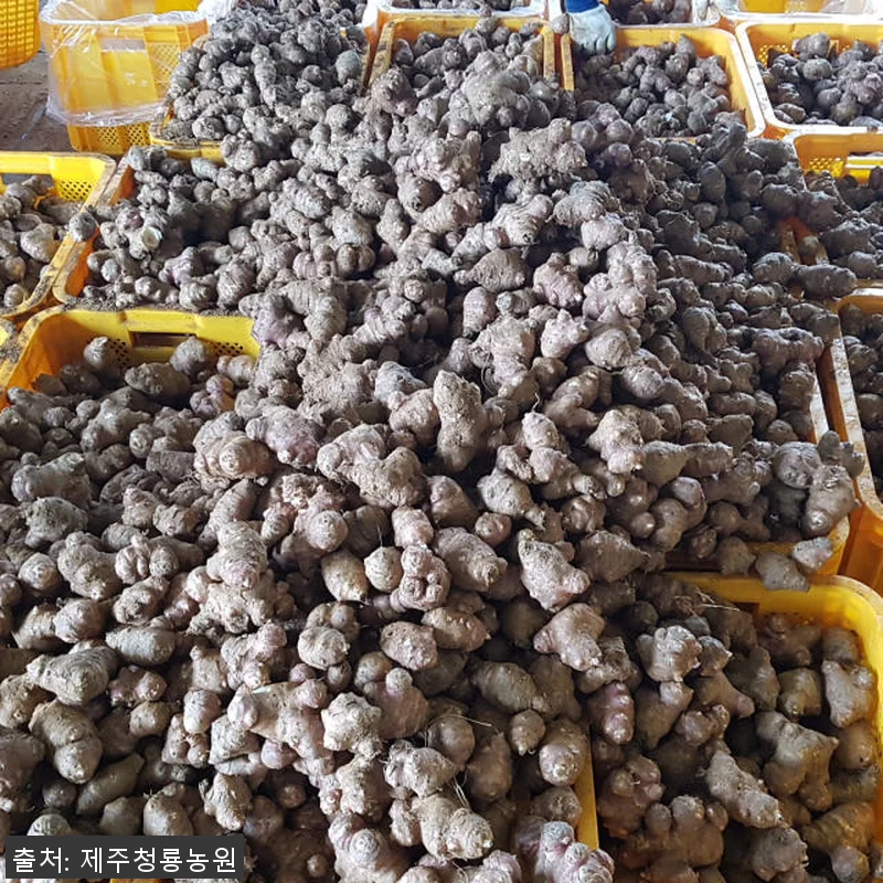 제주산 햇 자색돼지감자즙 75포 사용 관련 이미지 4