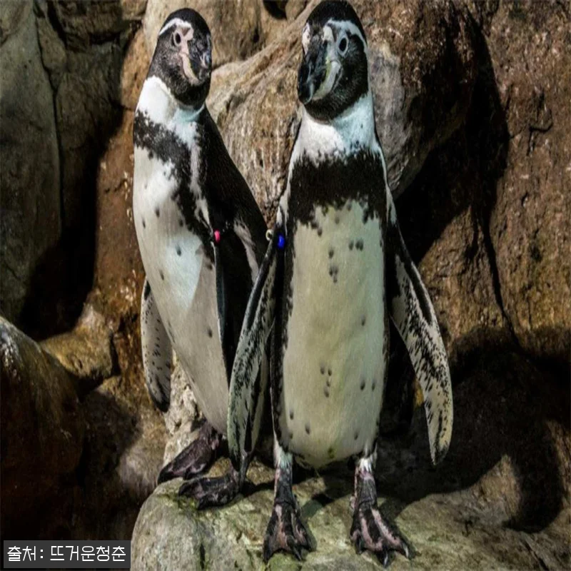스페인 바르셀로나 아쿠아리움 입장권 찐정보, 24,200원으로 스킵 더 라인 준비하기 6 스페인 바르셀로나 아쿠아리움 입장권 관련 이미지 2