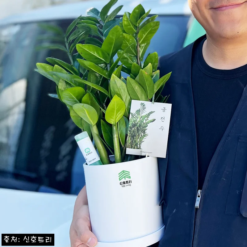 의정부 개업 선물 급할 때, 신호트리 금전수 당일 꽃배달 꼼꼼히 살펴본 후기