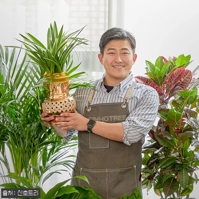 청금 청투각분 동양란 영전·승진화분, 관련 이미지 3